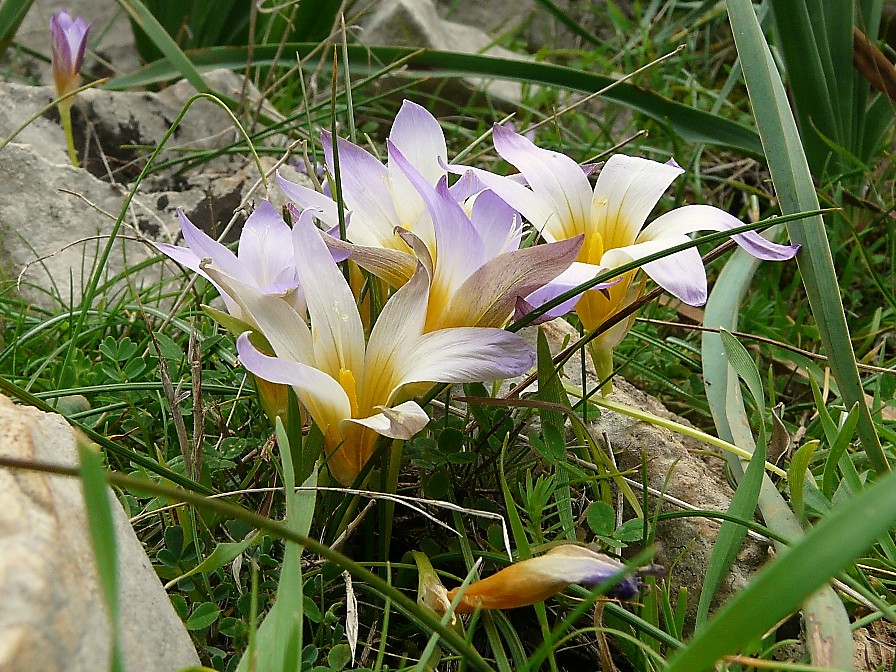 Romulea...ma quale? (bulbocosium, ligustica e ramiflora)